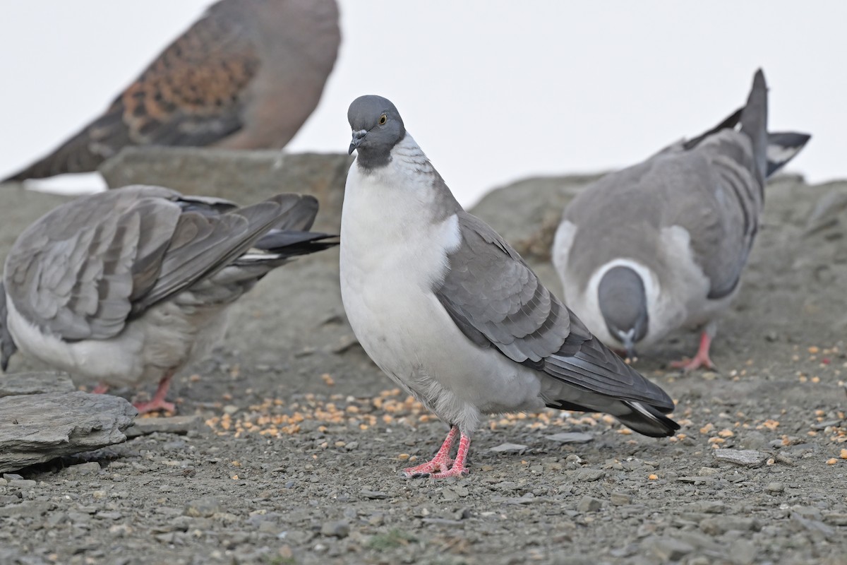 Snow Pigeon - ML637645756