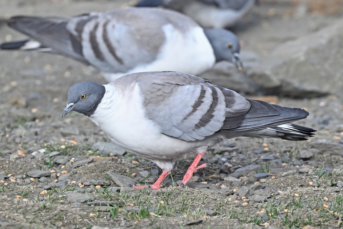 Snow Pigeon - ML637645757