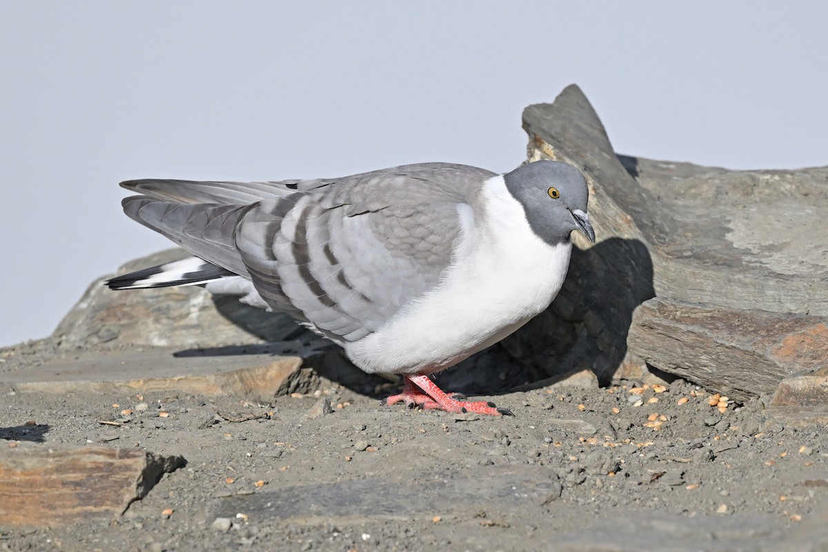 Snow Pigeon - ML637645758