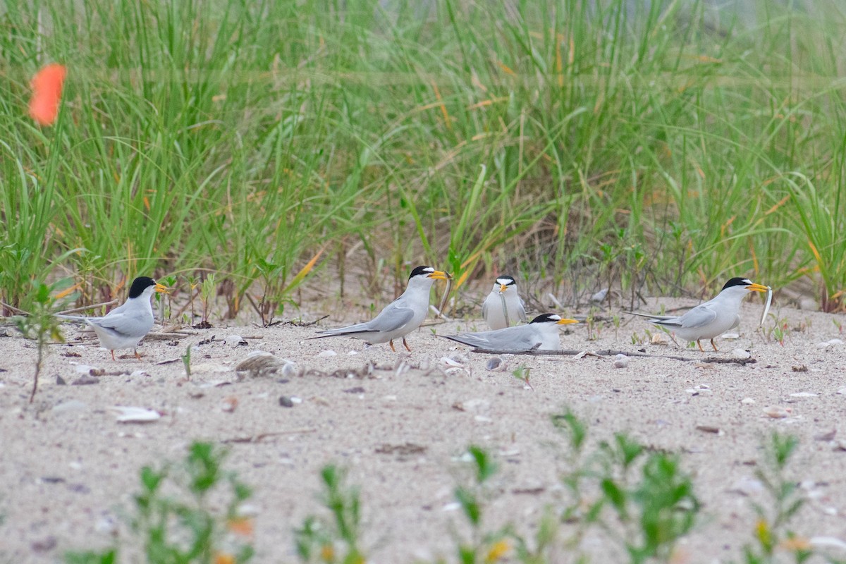 Least Tern - ML637645763
