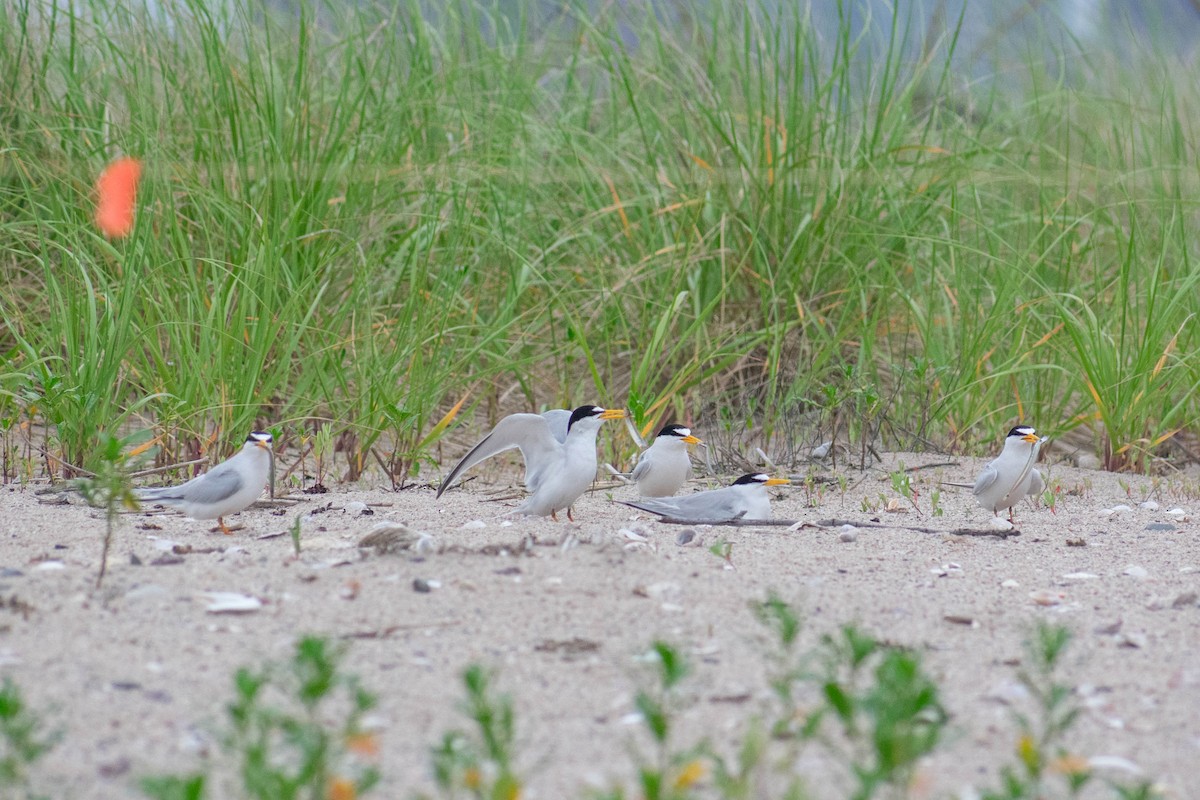 Least Tern - ML637645764