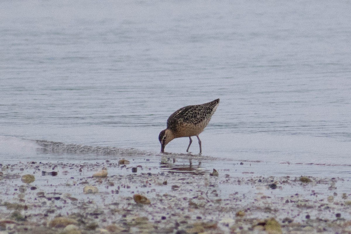Short-billed Dowitcher - ML637645771