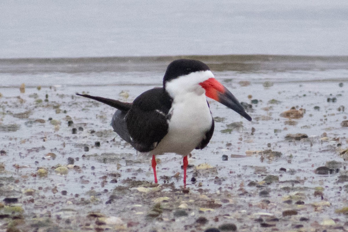 Black Skimmer - ML637645774