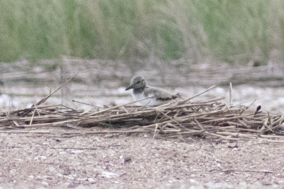 American Oystercatcher - ML637645780