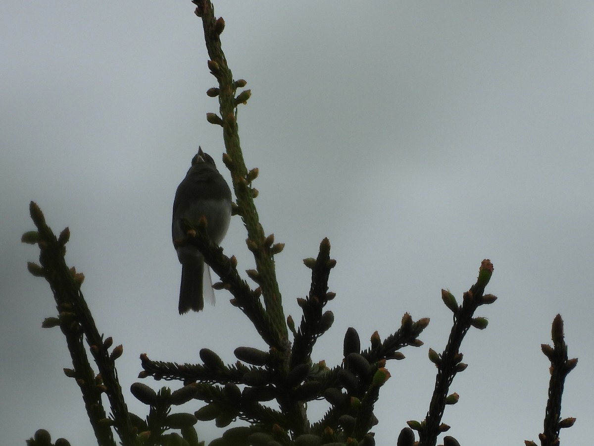 Dark-eyed Junco (Slate-colored) - ML637645797