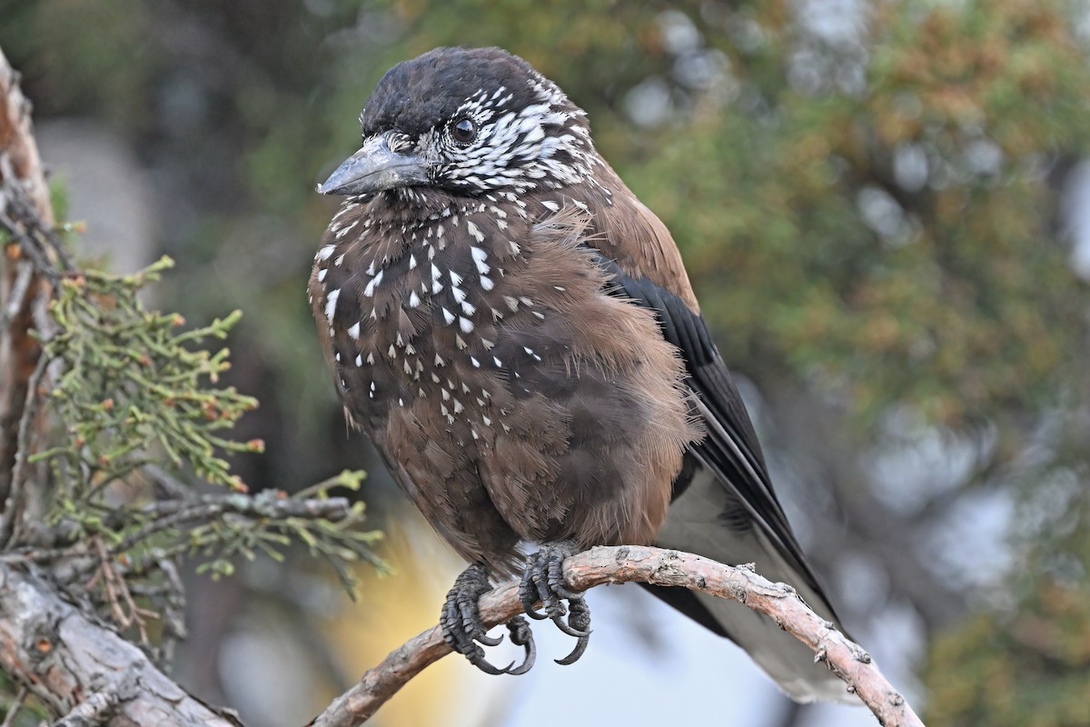 Southern Nutcracker - ML637645804