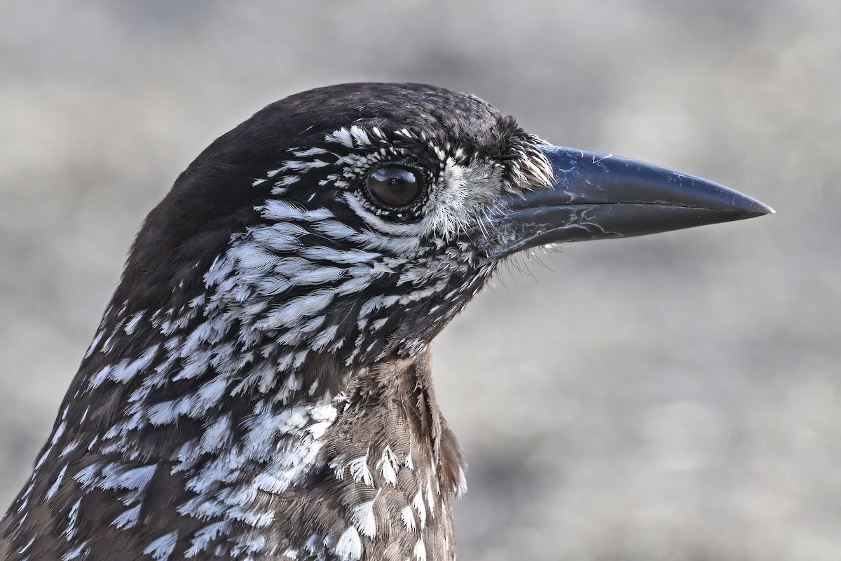 Southern Nutcracker - ML637645810
