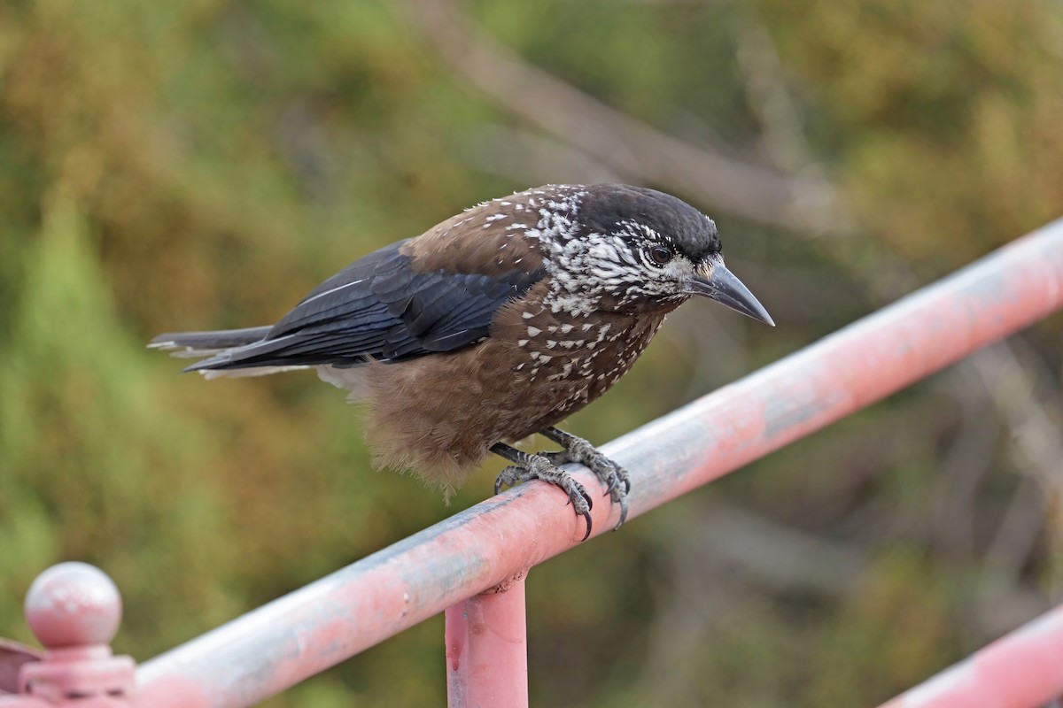 Southern Nutcracker - ML637645811
