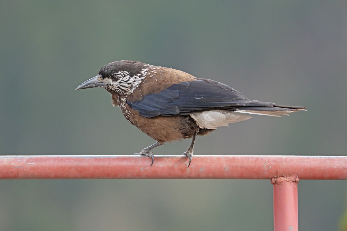 Southern Nutcracker - ML637645812