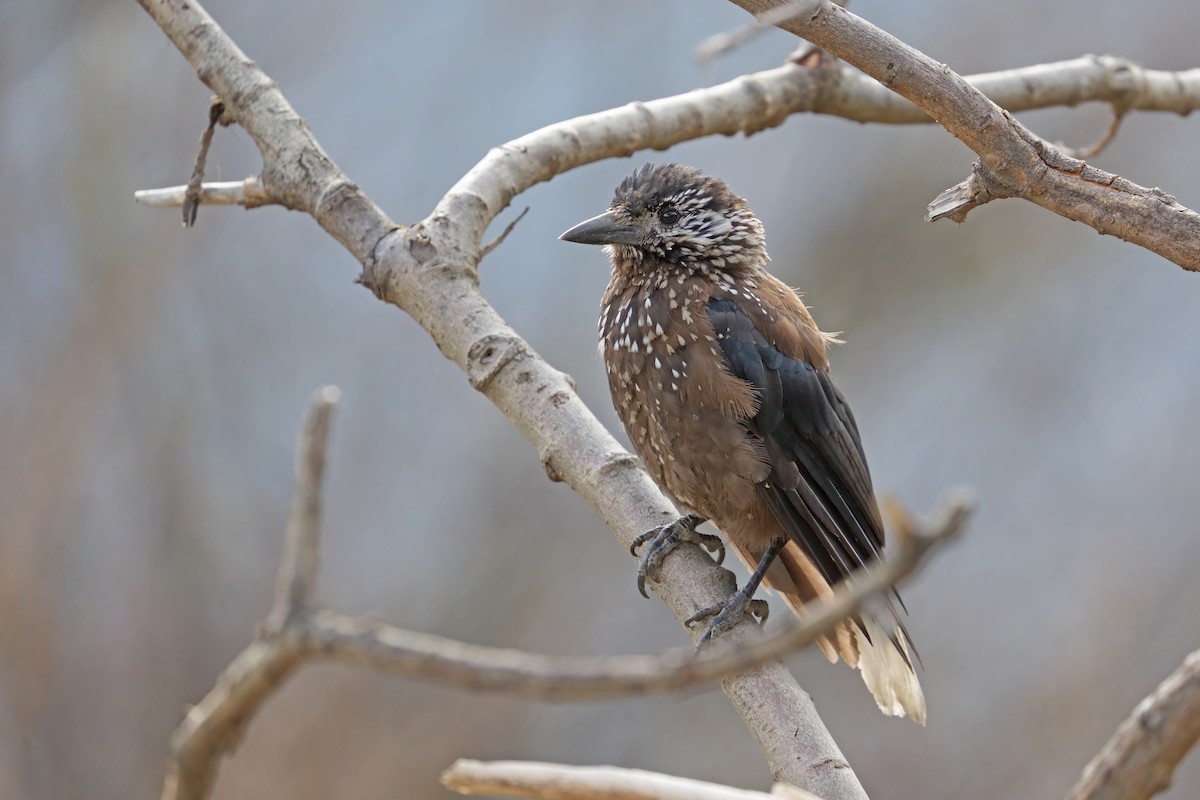 Southern Nutcracker - ML637645813