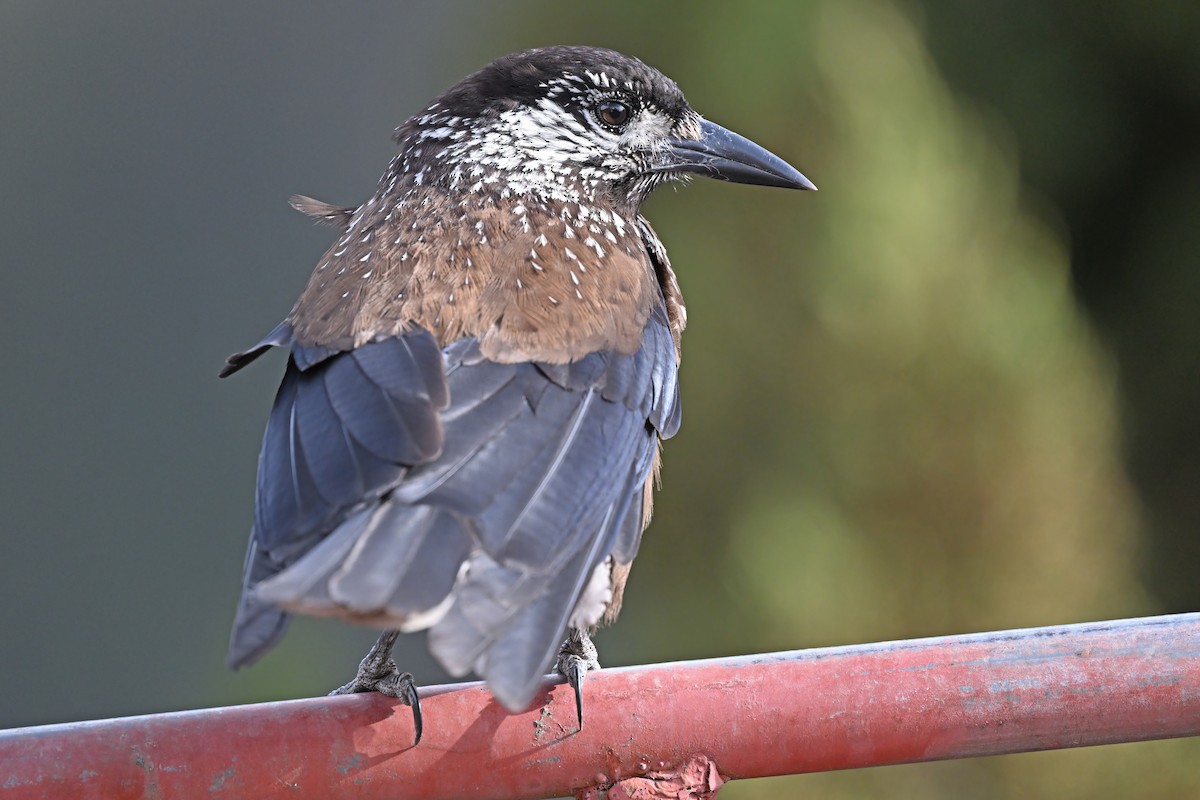 Southern Nutcracker - ML637645814