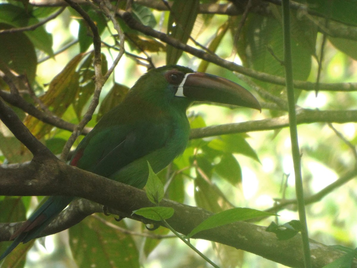 Crimson-rumped Toucanet - ML637645849