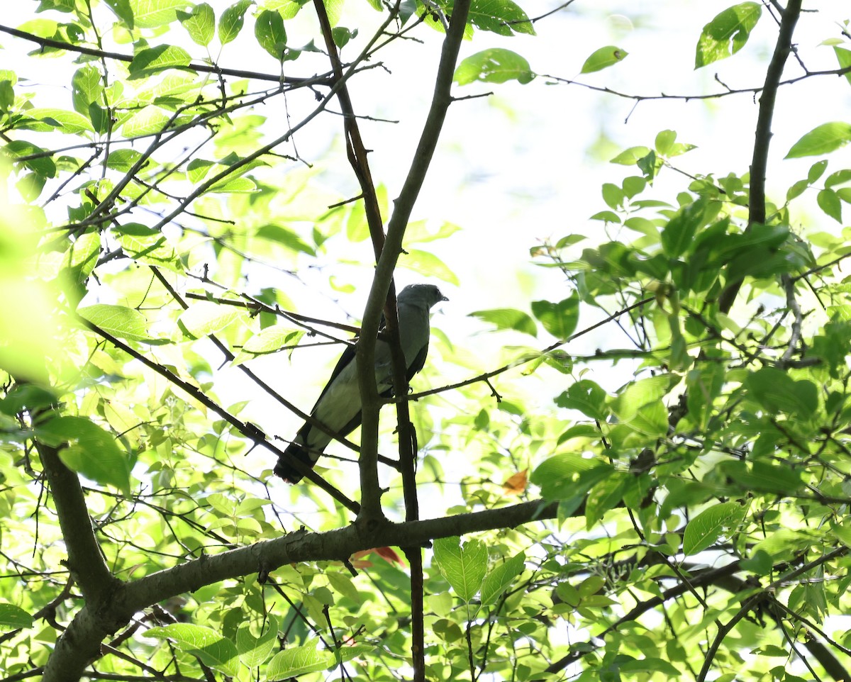 Black-winged Cuckooshrike - ML637645863
