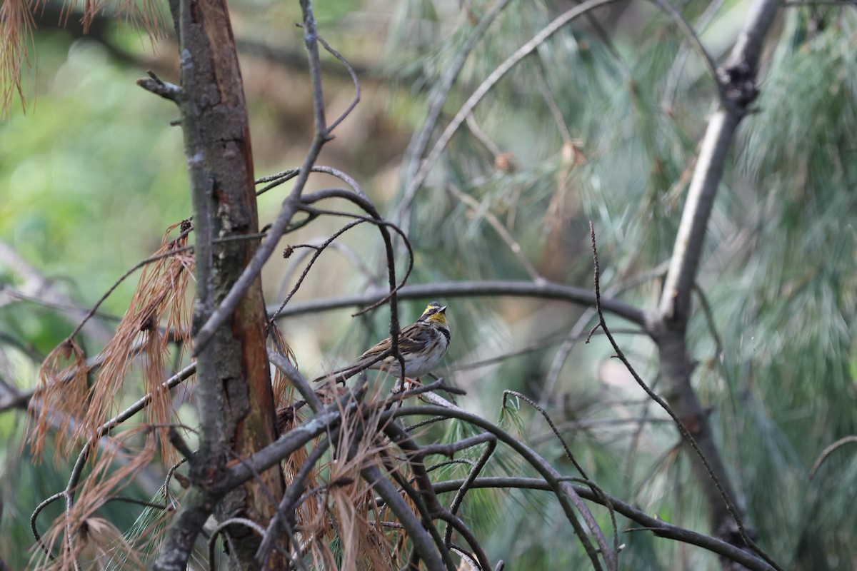 Yellow-throated Bunting - ML637645873