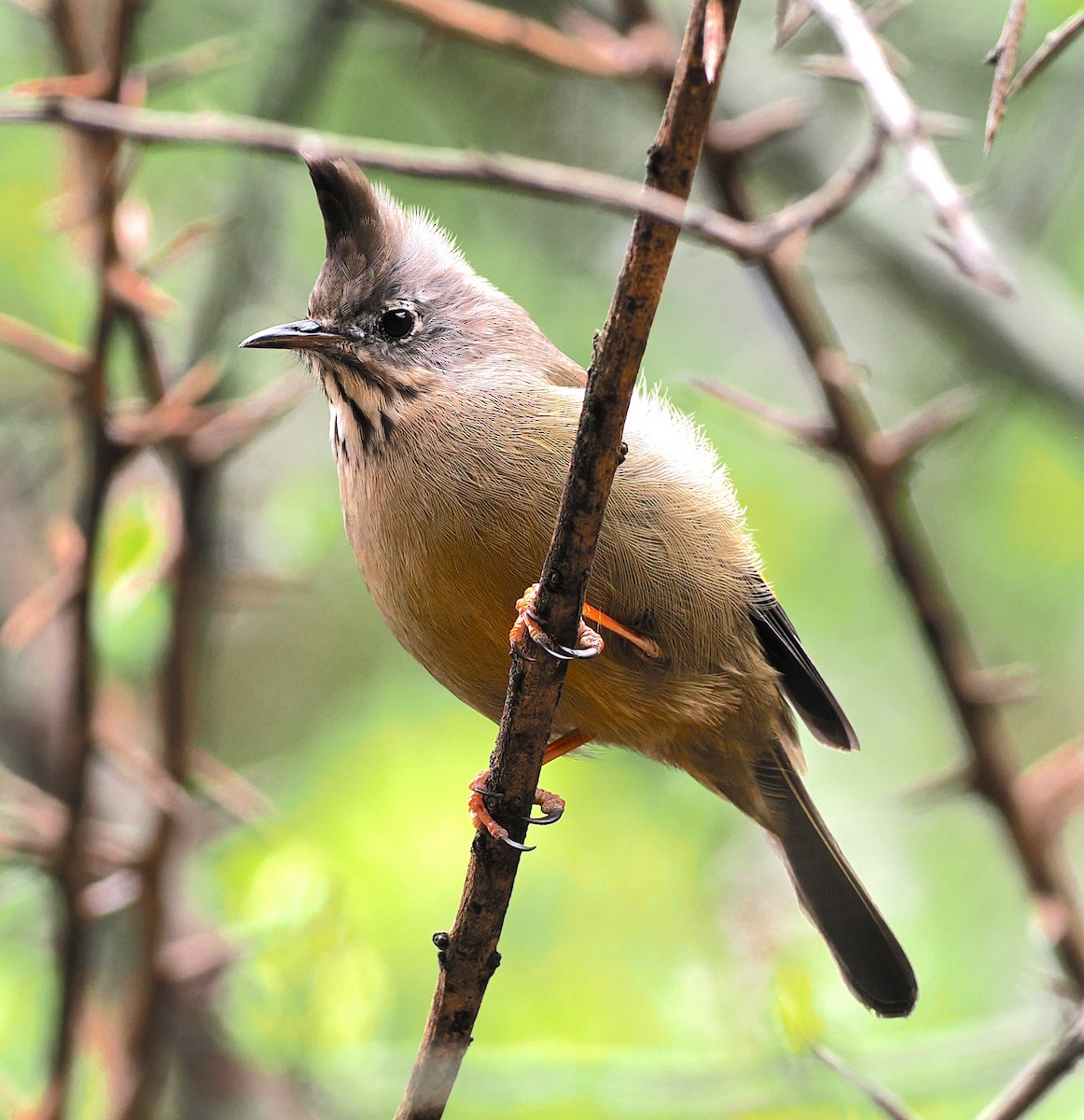 Stripe-throated Yuhina - ML637645921