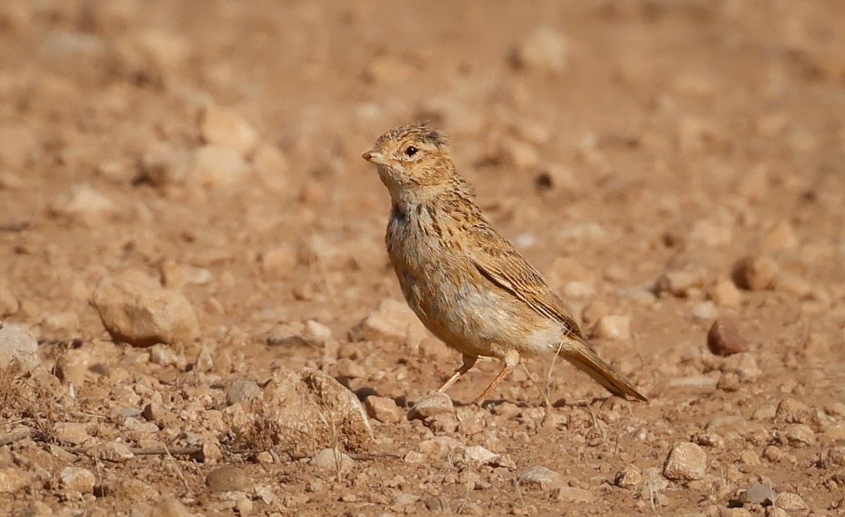 Mediterranean Short-toed Lark - ML637645926
