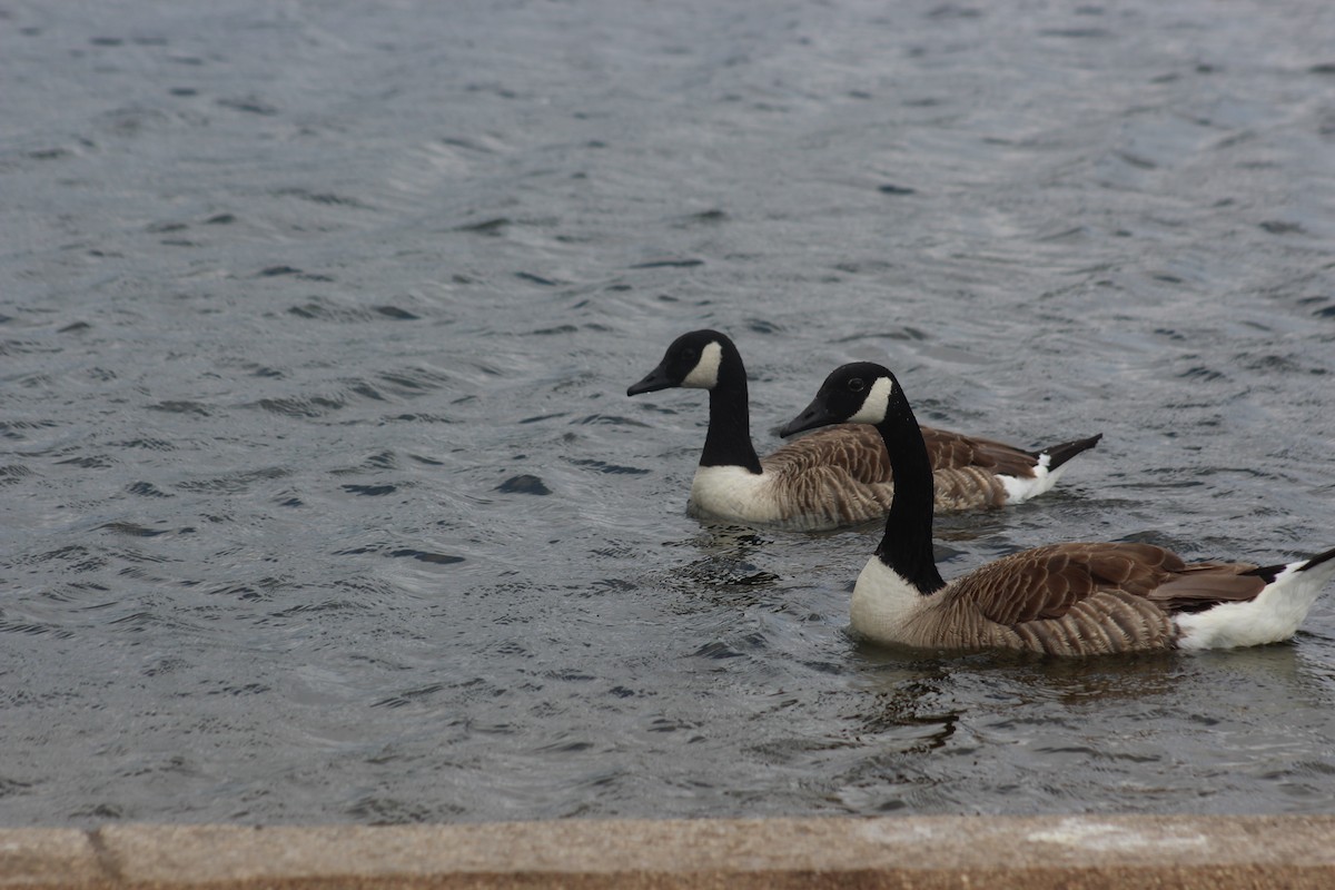 Canada Goose (canadensis Group) - ML637645954