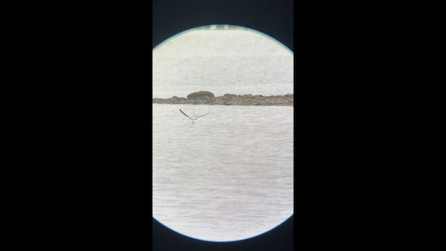 クロハサミアジサシ - ML637645967