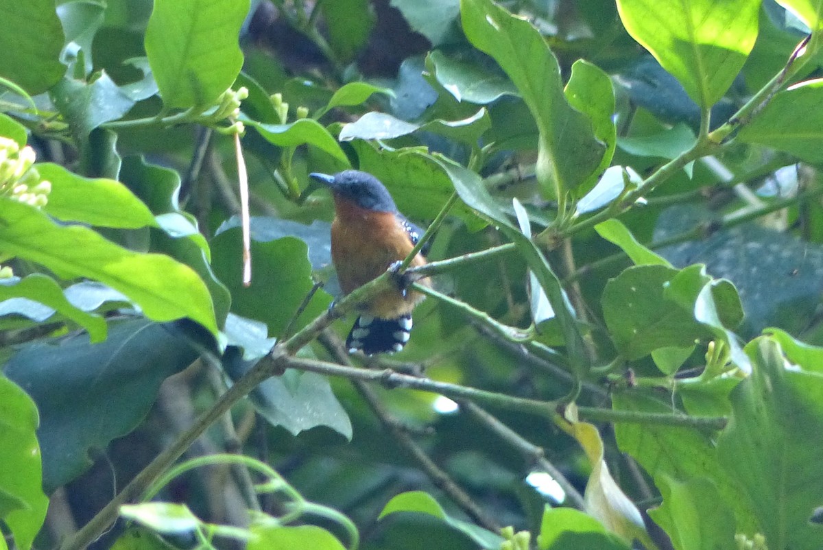 Dot-winged Antwren - ML637645975