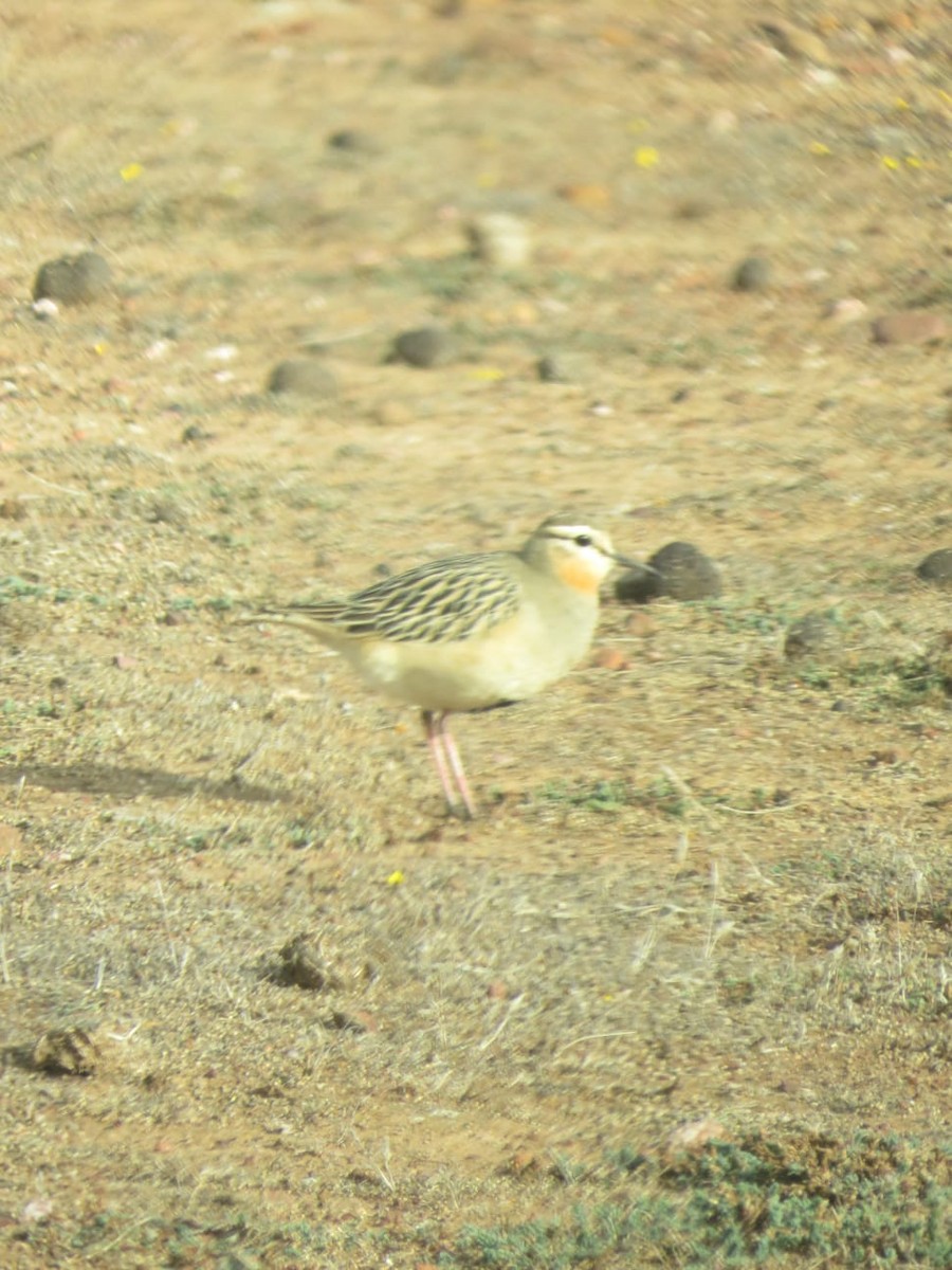 Tawny-throated Dotterel - ML637645997