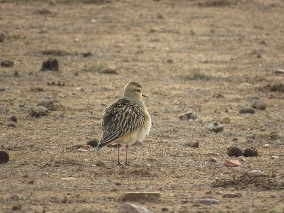 Tawny-throated Dotterel - ML637645998