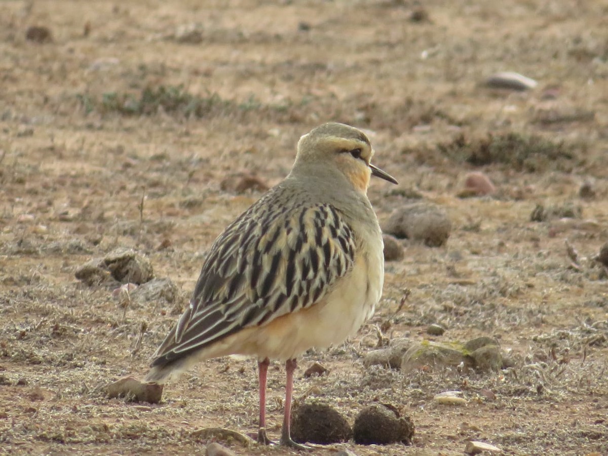 Tawny-throated Dotterel - ML637645999