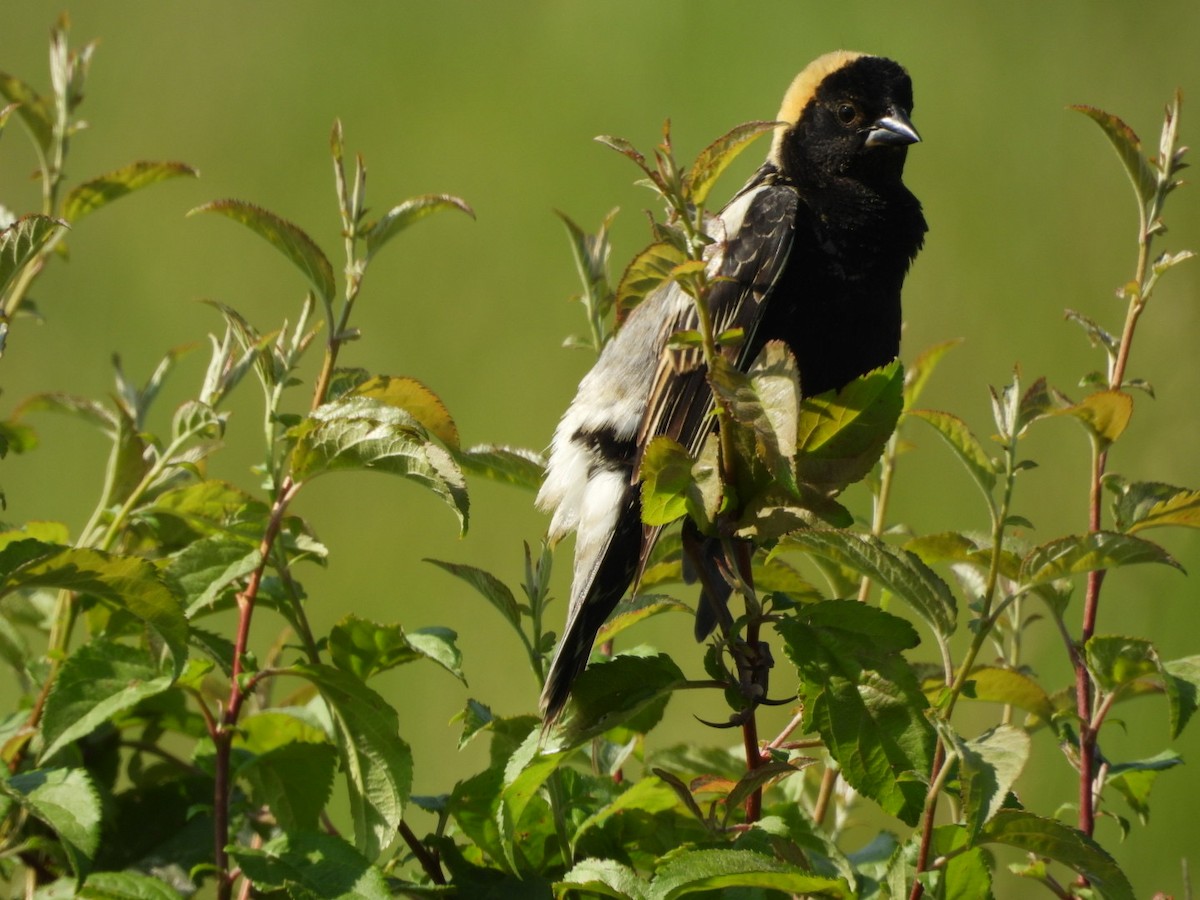 Bobolink - ML637646002