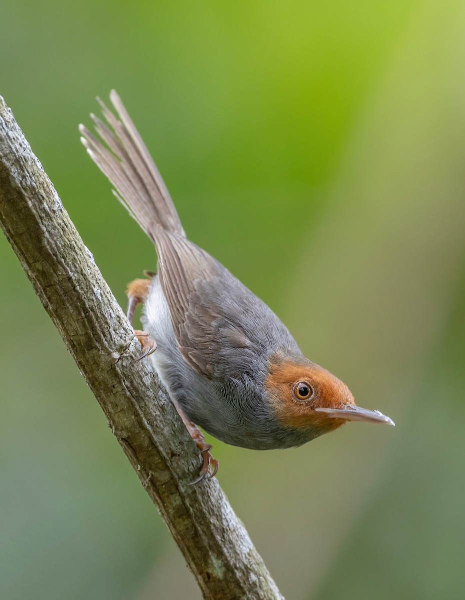 Ashy Tailorbird - ML637646075