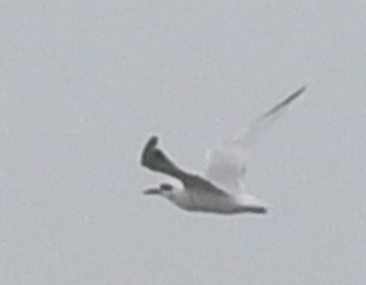 Snowy-crowned Tern - ML637646084