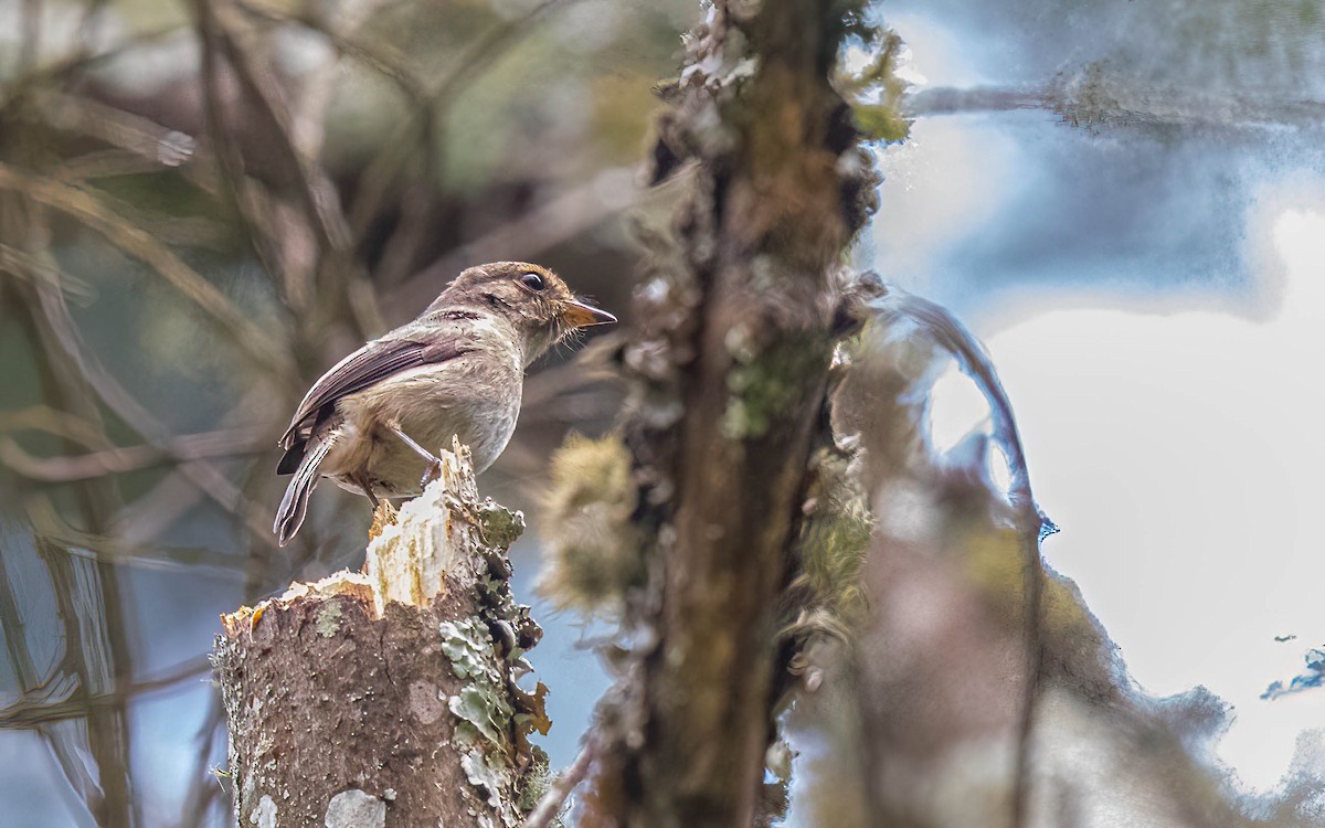 African Dusky Flycatcher - ML637646107