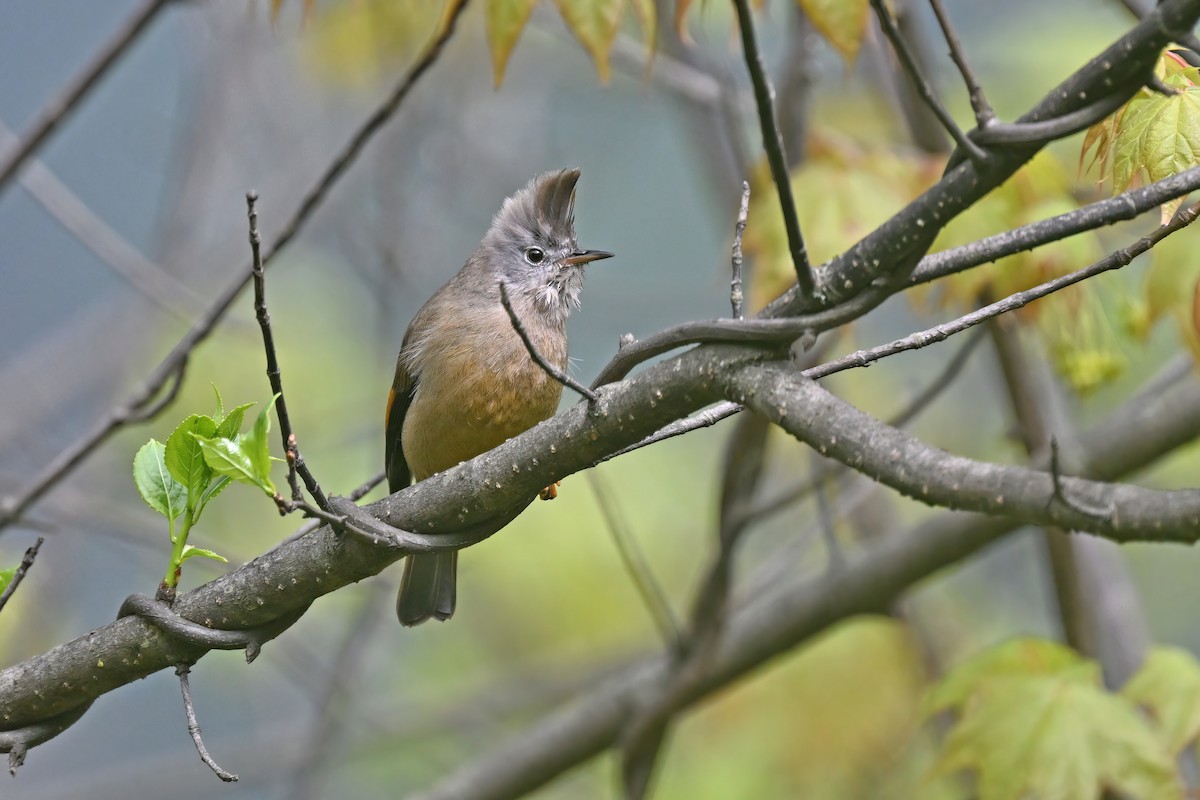 Stripe-throated Yuhina - ML637646118