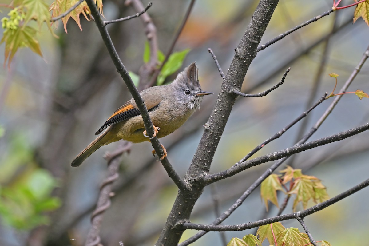 Stripe-throated Yuhina - ML637646120