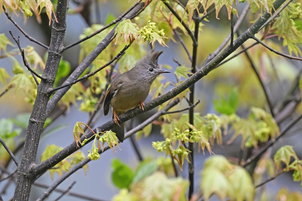 Stripe-throated Yuhina - ML637646122