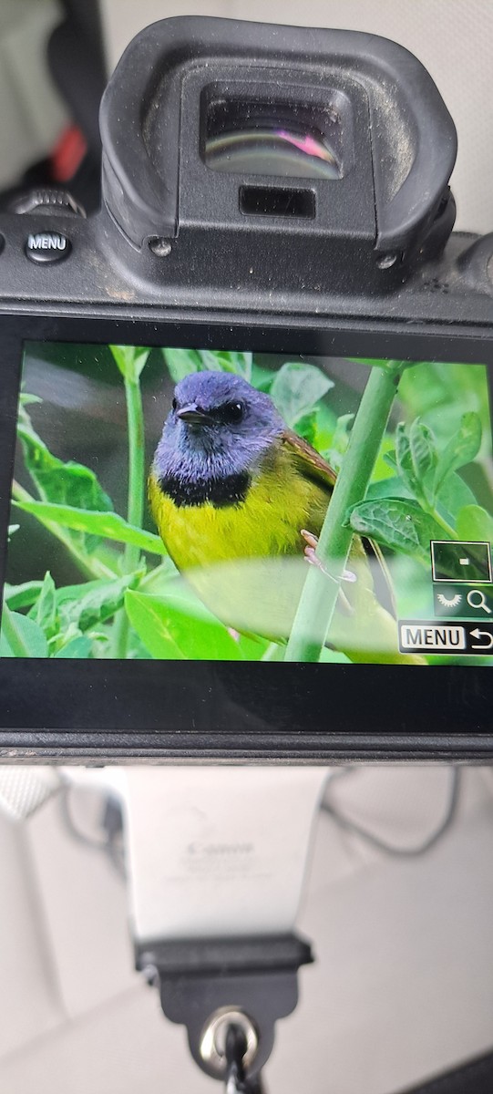 Mourning Warbler - ML637646124