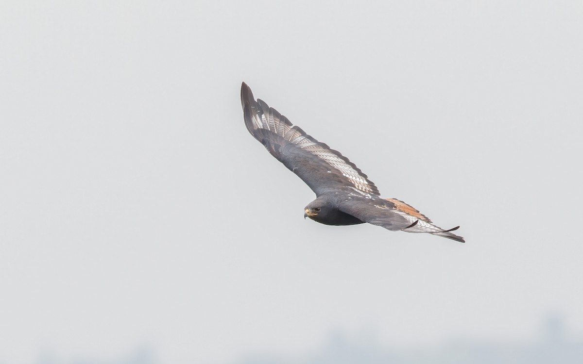 Augur Buzzard - ML637646137