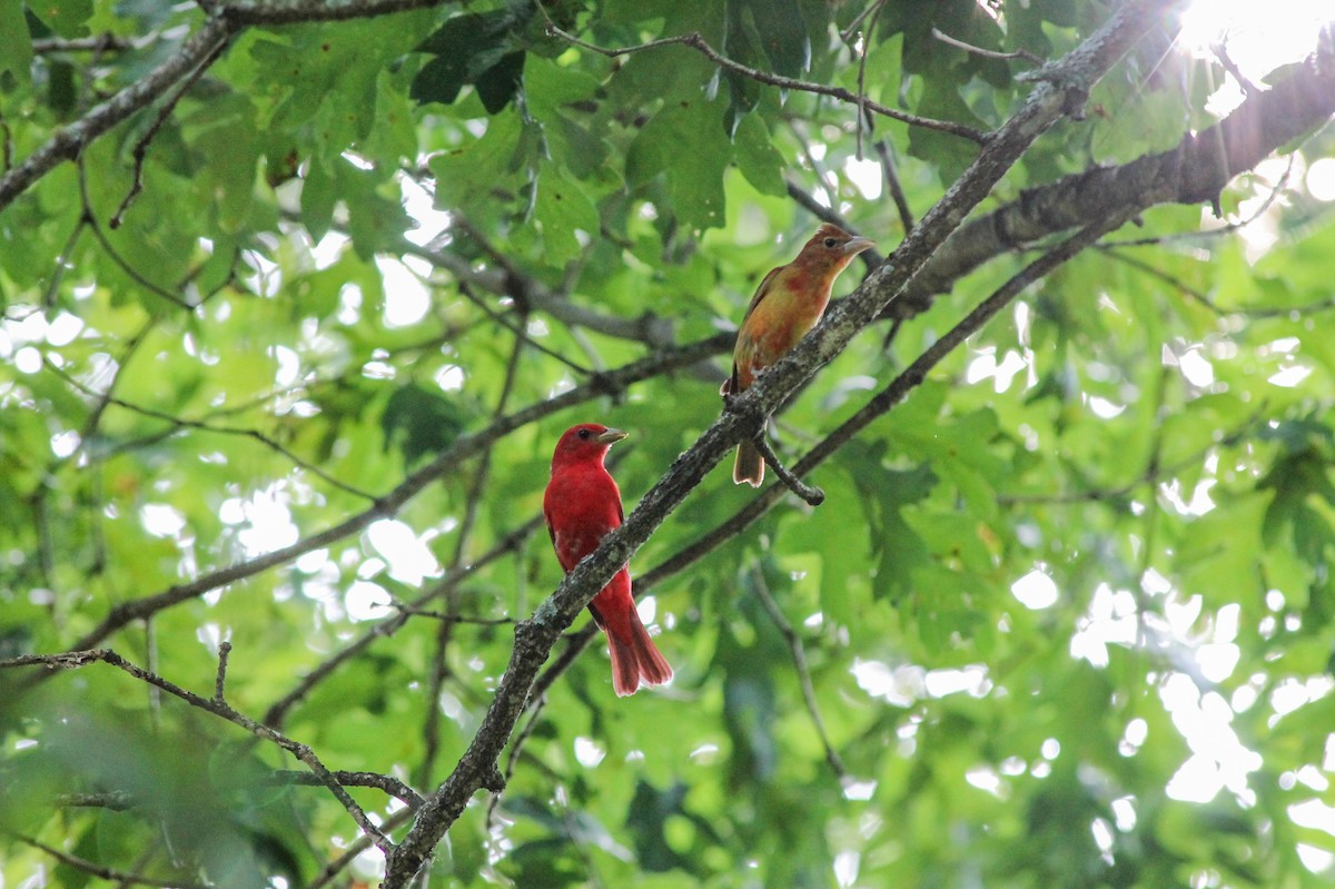 Summer Tanager - ML637646138