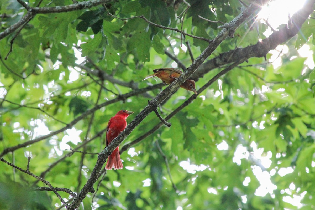 Summer Tanager - ML637646139