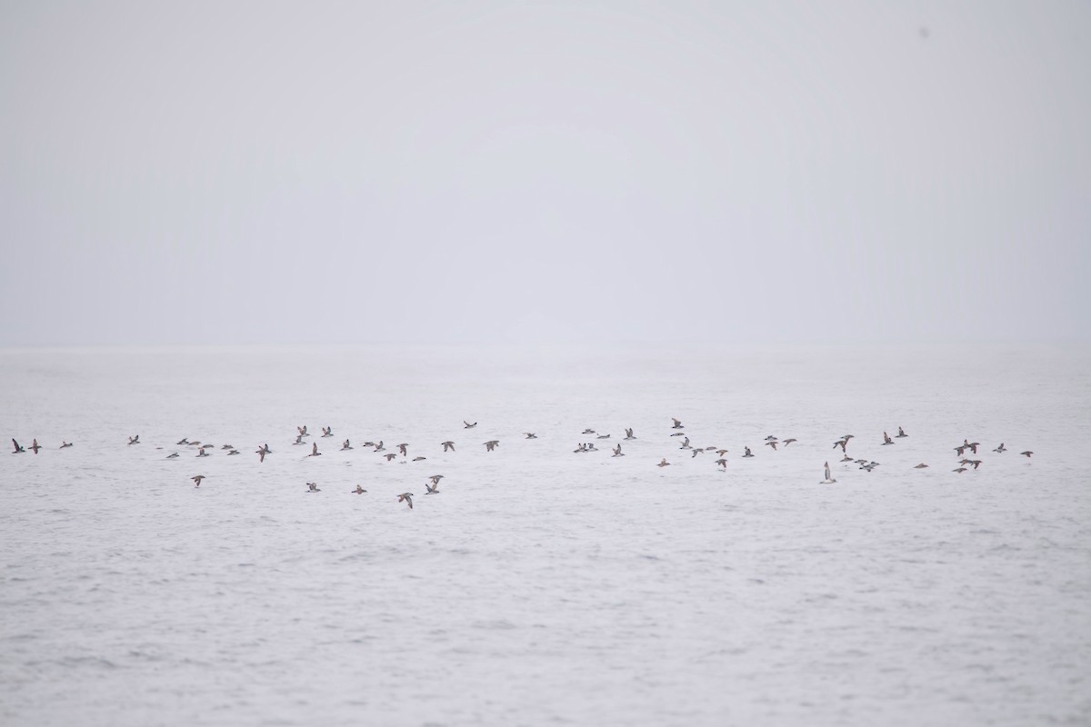 Black-vented Shearwater - ML637646154