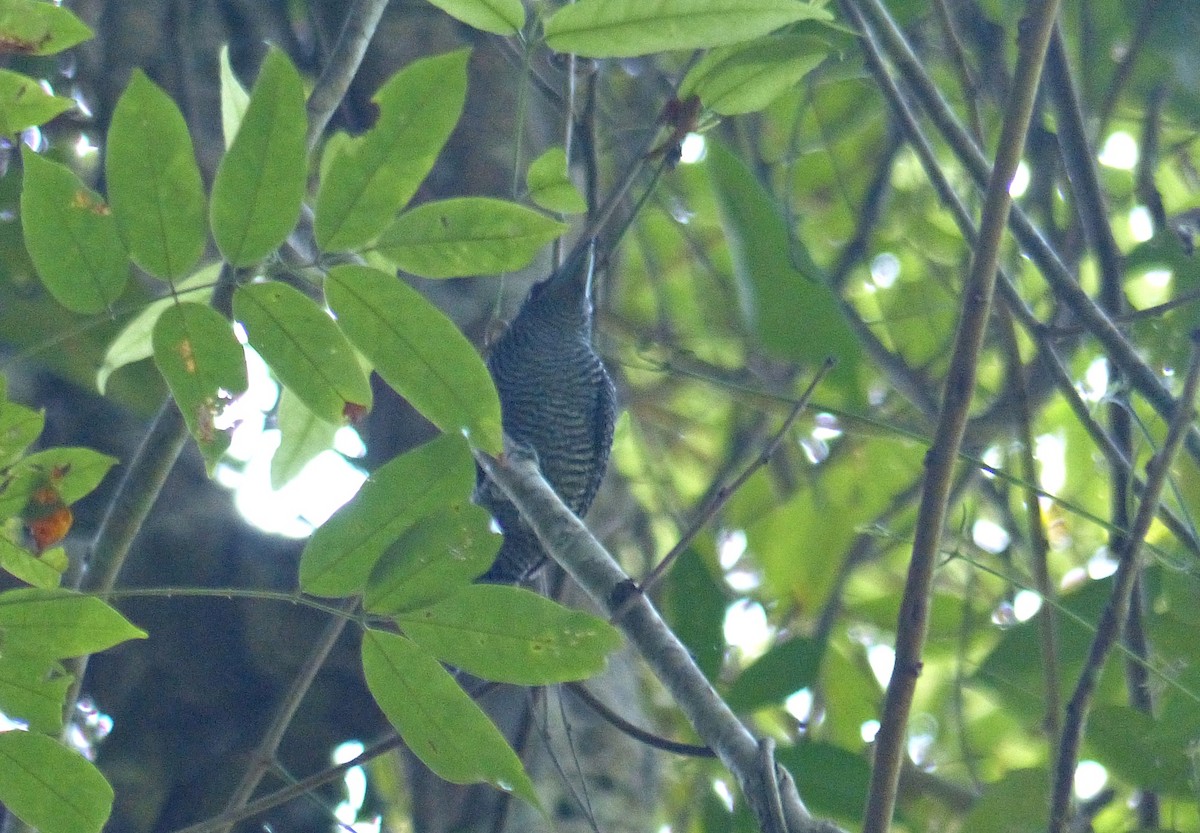 Fasciated Antshrike - ML637646184