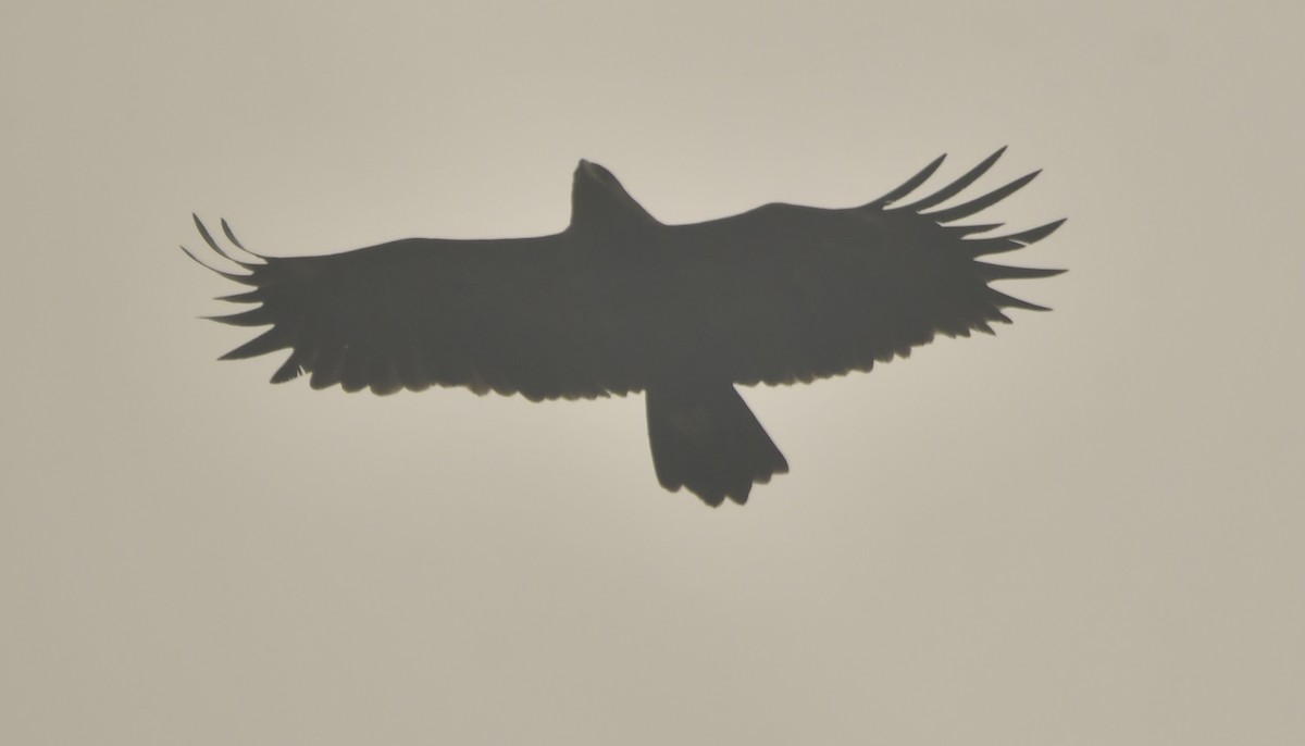 Greater Spotted Eagle - ML637646215