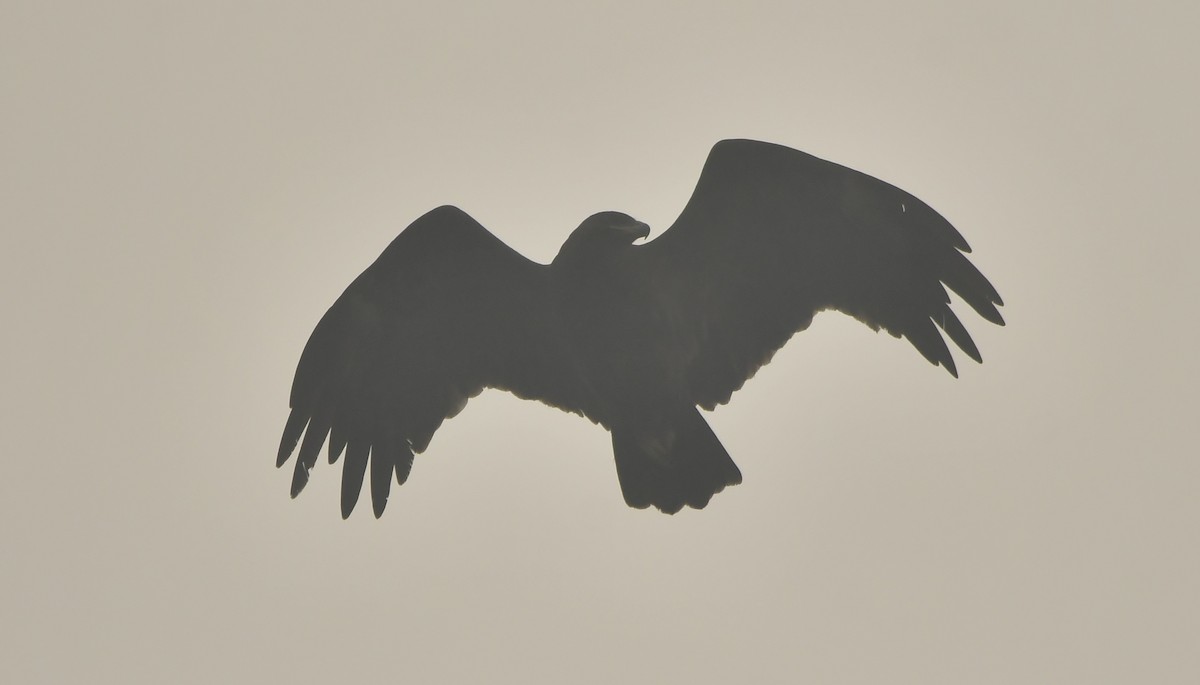 Greater Spotted Eagle - ML637646216