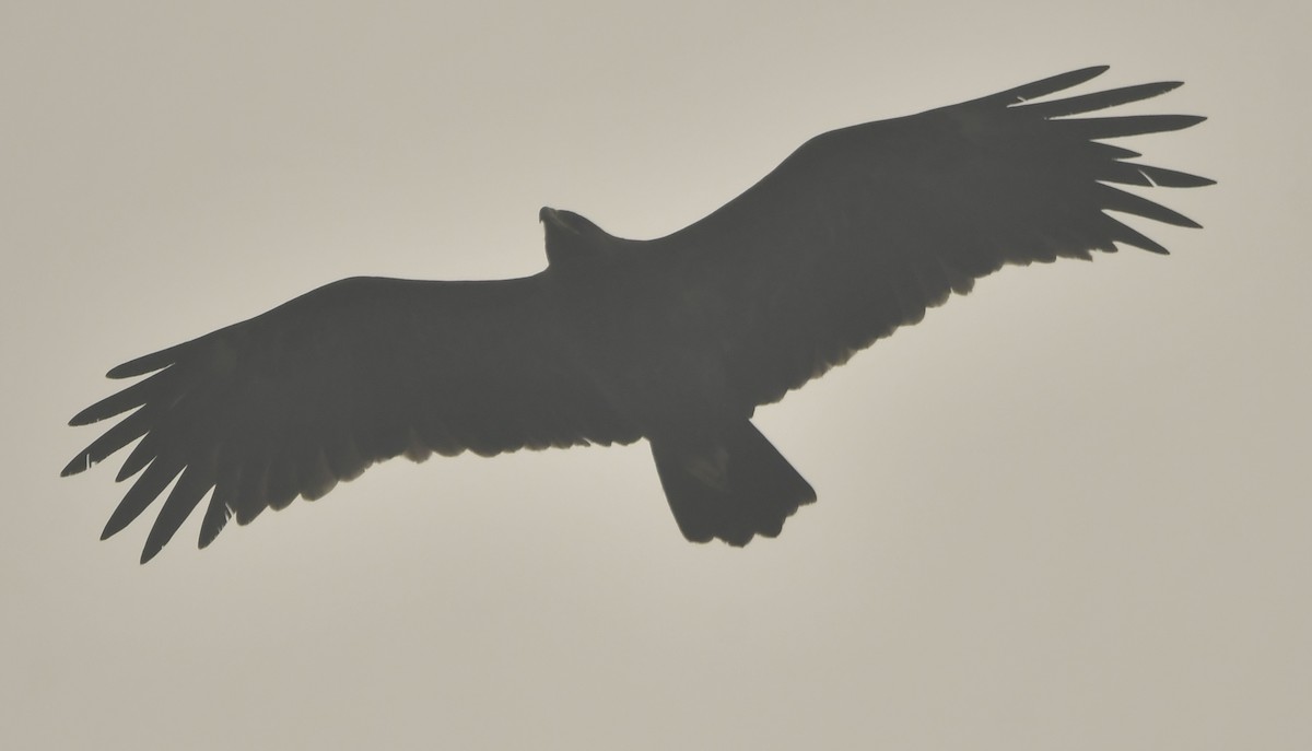 Greater Spotted Eagle - ML637646217