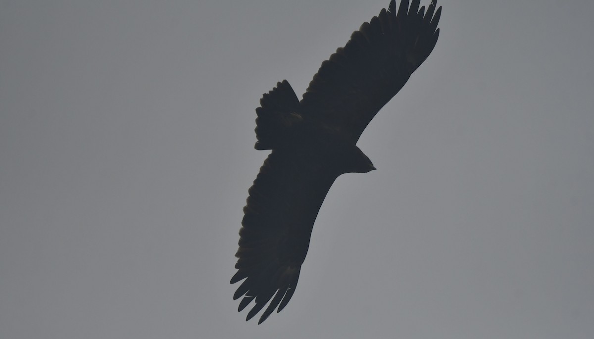 Greater Spotted Eagle - ML637646218