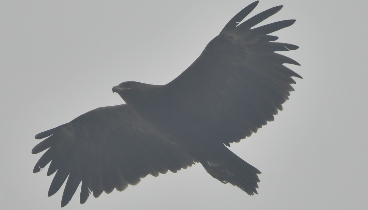 Greater Spotted Eagle - ML637646219