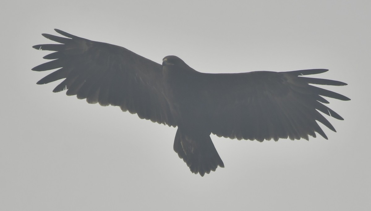 Greater Spotted Eagle - ML637646220