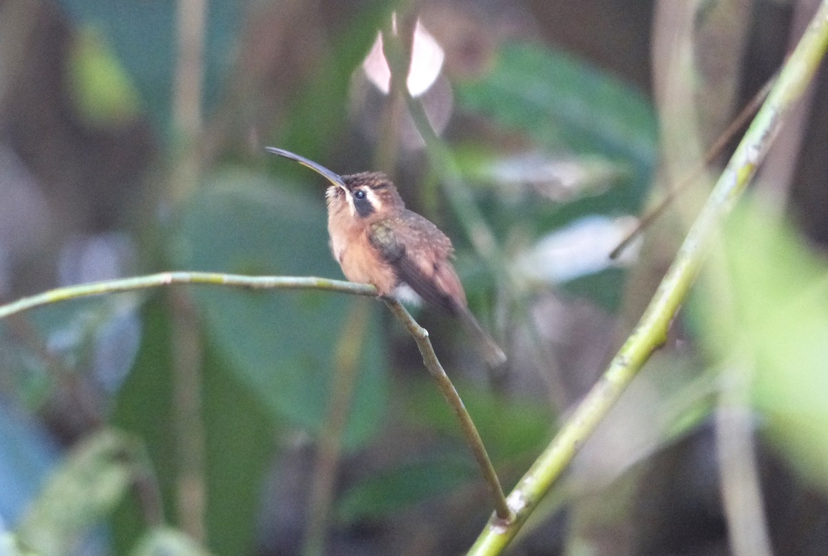 Stripe-throated Hermit - ML637646229