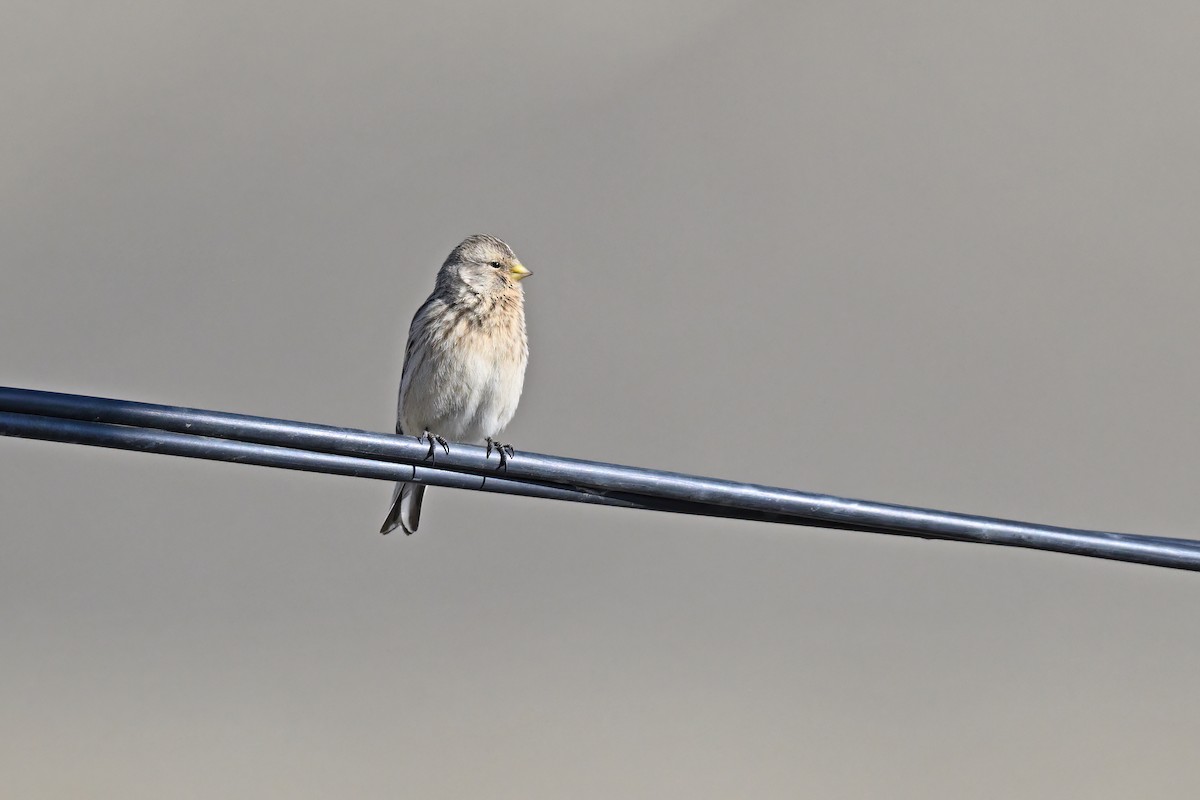 Twite - ML637646241