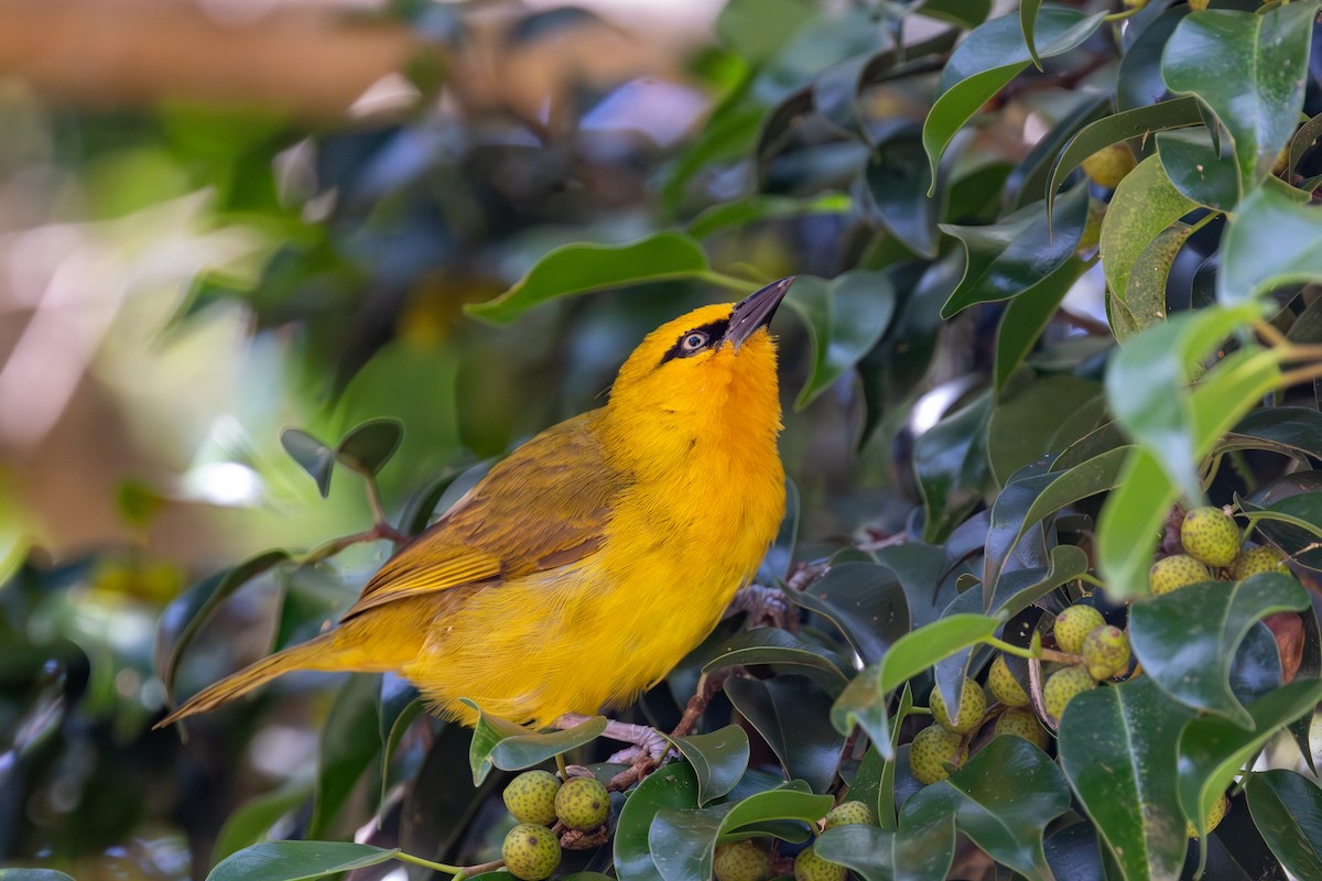 Spectacled Weaver - ML637646243