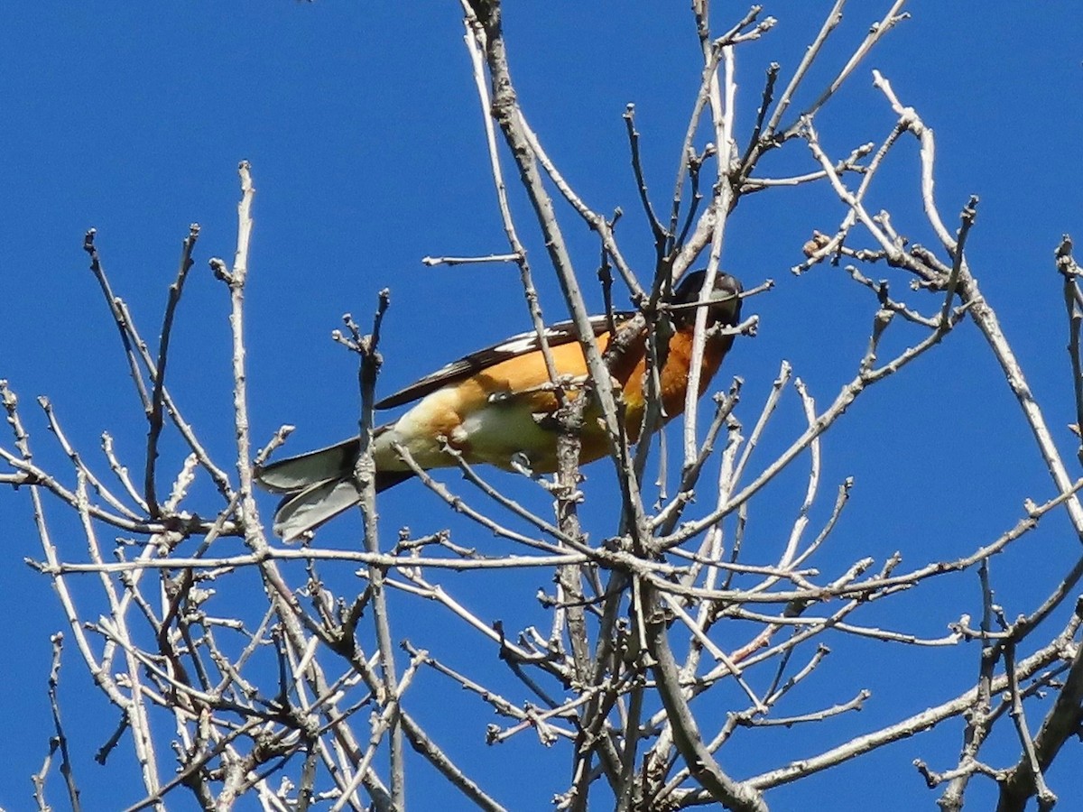 Black-headed Grosbeak - ML637646253