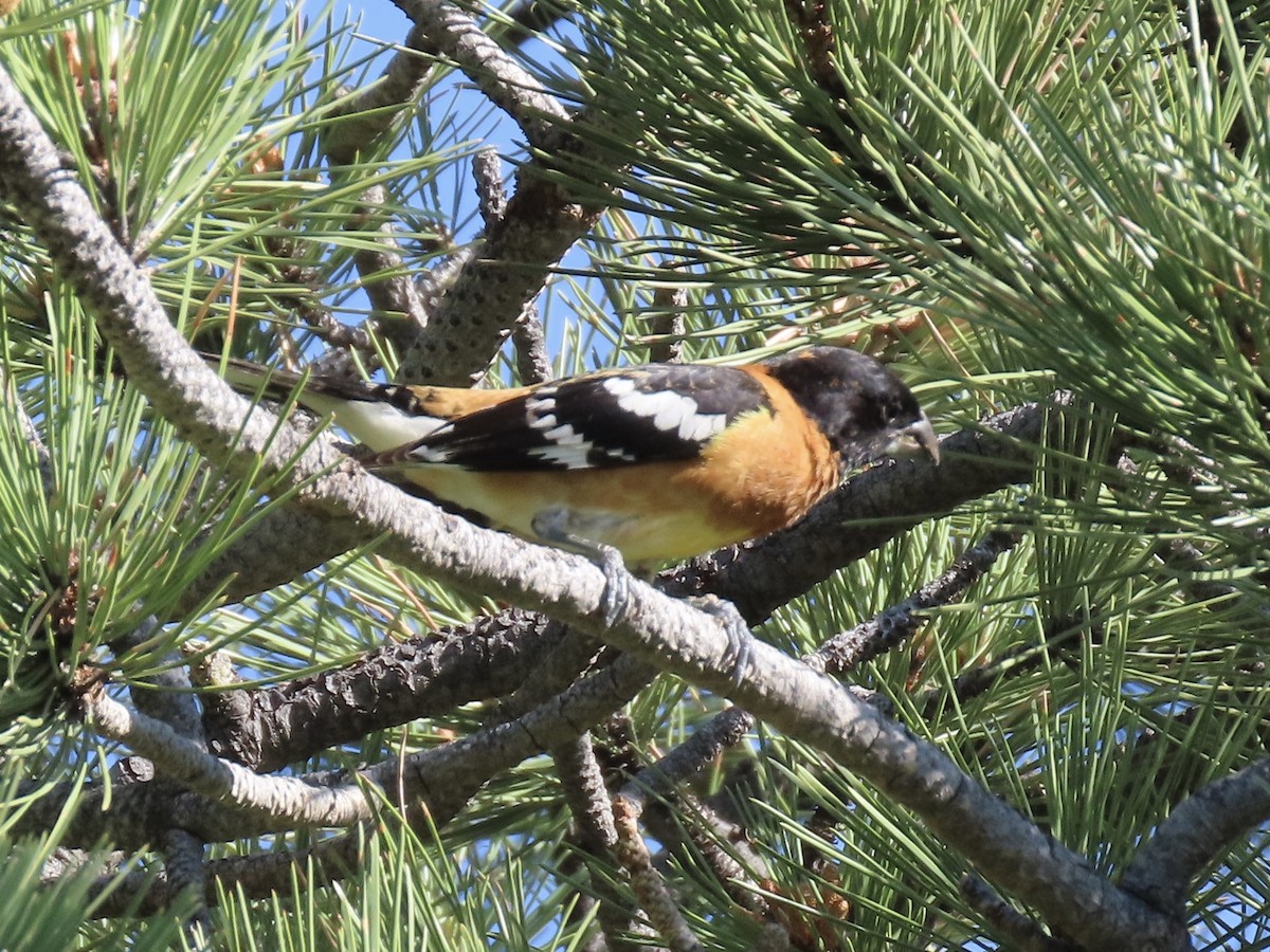 Black-headed Grosbeak - ML637646254